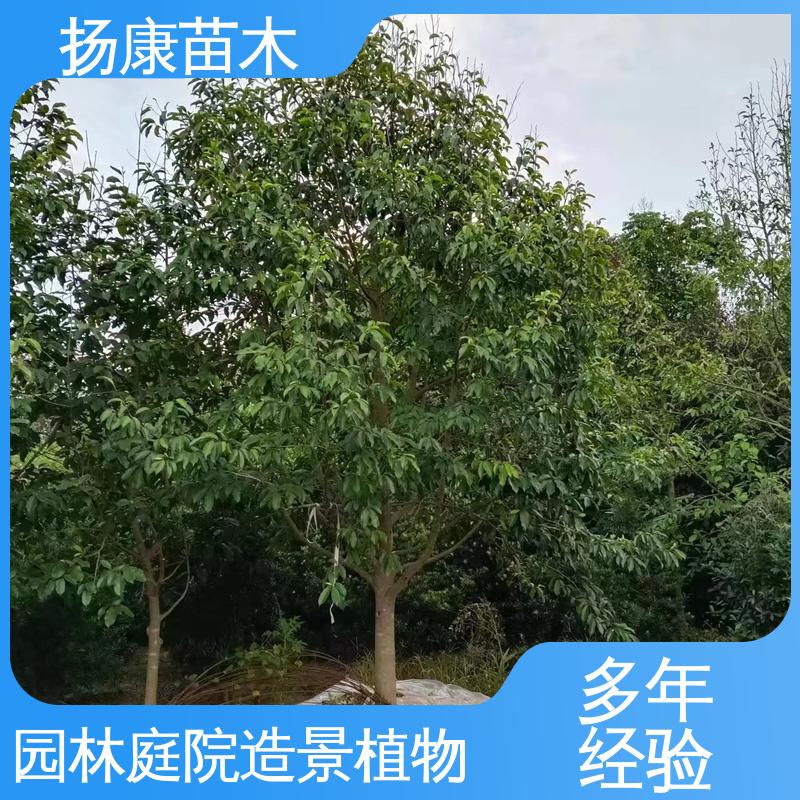 扬康苗木 乐 昌含笑 庭院小区绿化造景树 枝叶紧密 美丽多姿