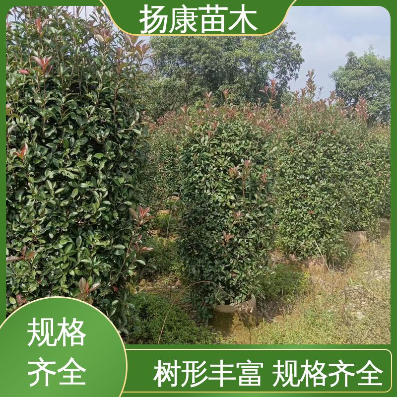 扬康苗木 红叶石楠树 城市景观绿化树 枝叶紧密 美丽多姿