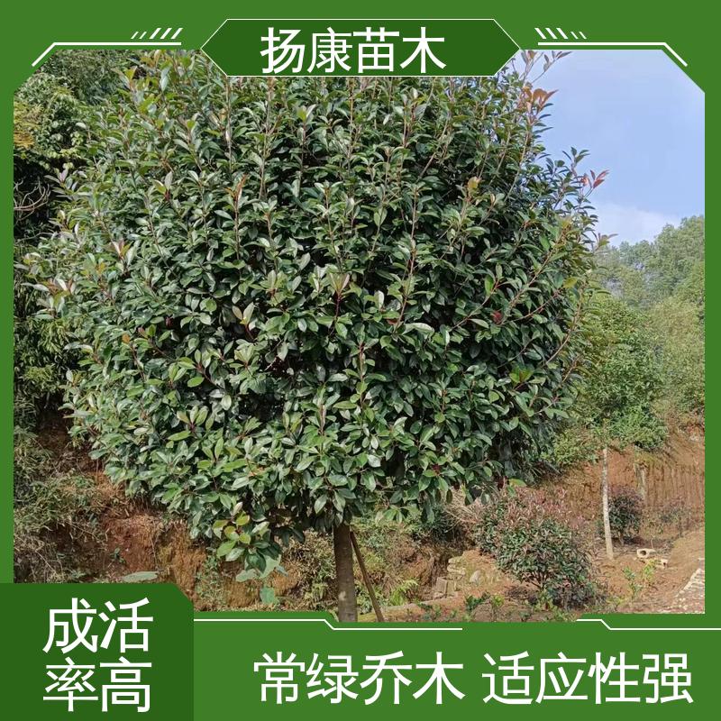 扬康苗木 基地供应 纸石楠球 园区道路绿化苗 造型优美 易成活