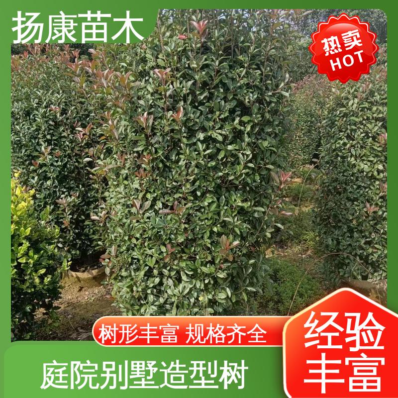 扬康苗木 基地供应 红叶石楠球 道路绿化行道苗 树形丰富 成活率高