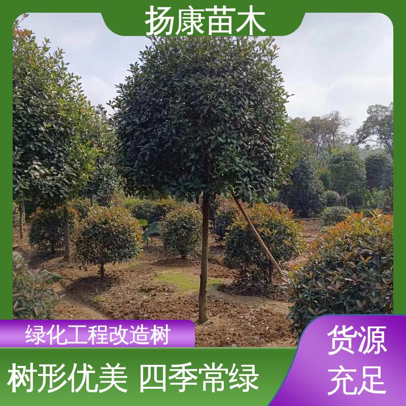 扬康苗木 纸石楠球 园林绿化工程设计 观赏价值高