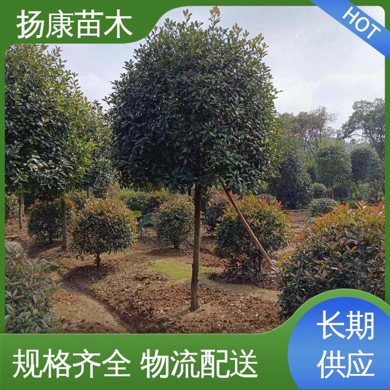 扬康苗木 红叶石楠球 园区道路绿化苗 精致美丽 易成活