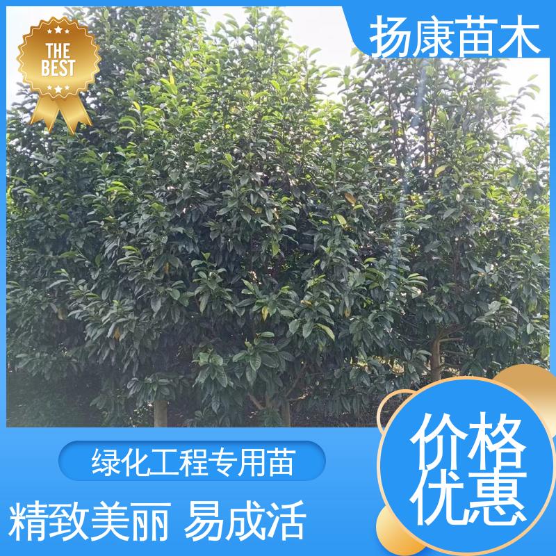 扬康苗木 基地供应 12公分乐 昌含笑 园林庭院造景植物 精致美丽 易成活