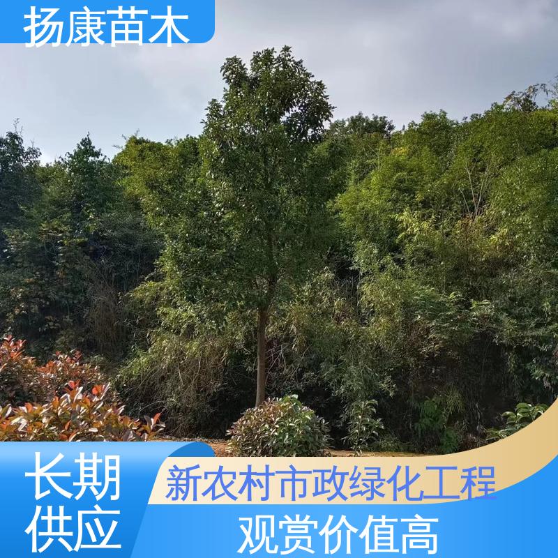 扬康苗木 精品乐 昌含笑 园区道路绿化苗 树形丰富 成活率高