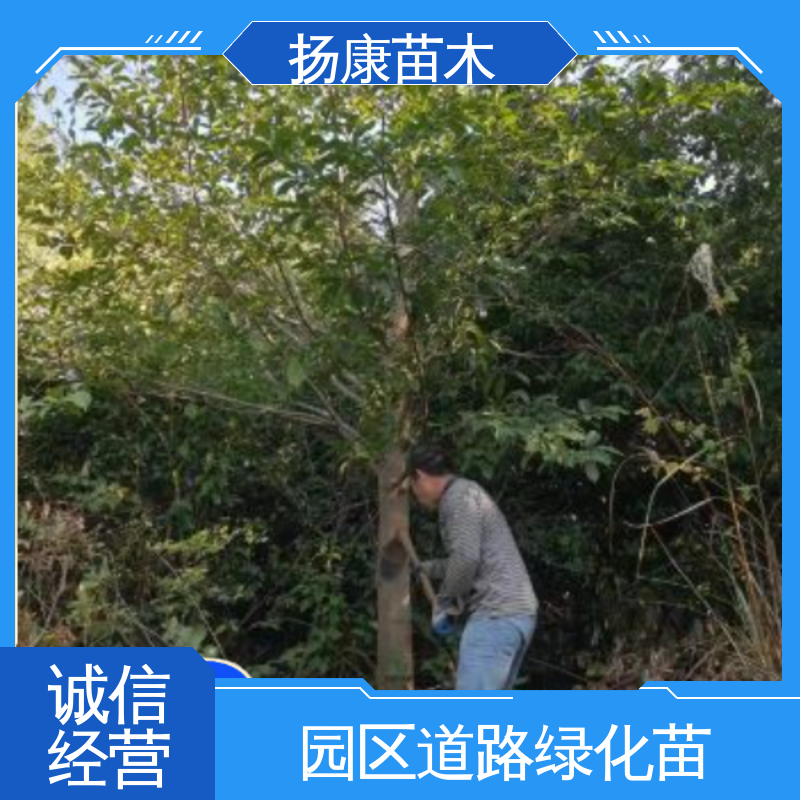 扬康苗木 精品乐 昌含笑 新农村市政绿化工程改造苗 适用性强 规格齐全