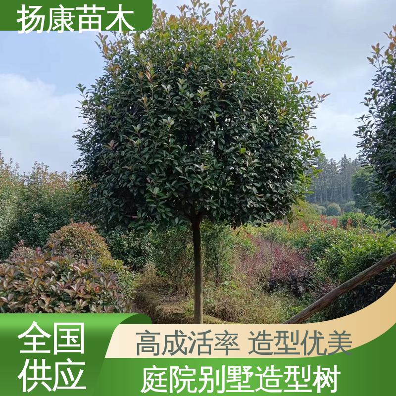 扬康苗木 基地供应 小楠 园林庭院造景植物 观赏价值高