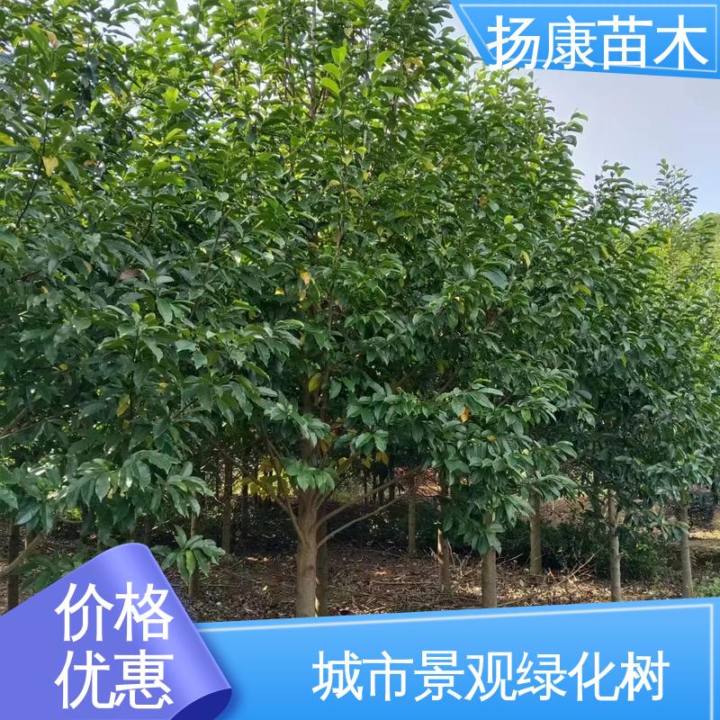 扬康苗木 20公分乐 昌合笑 园林景区栽植 适用性强 规格齐全