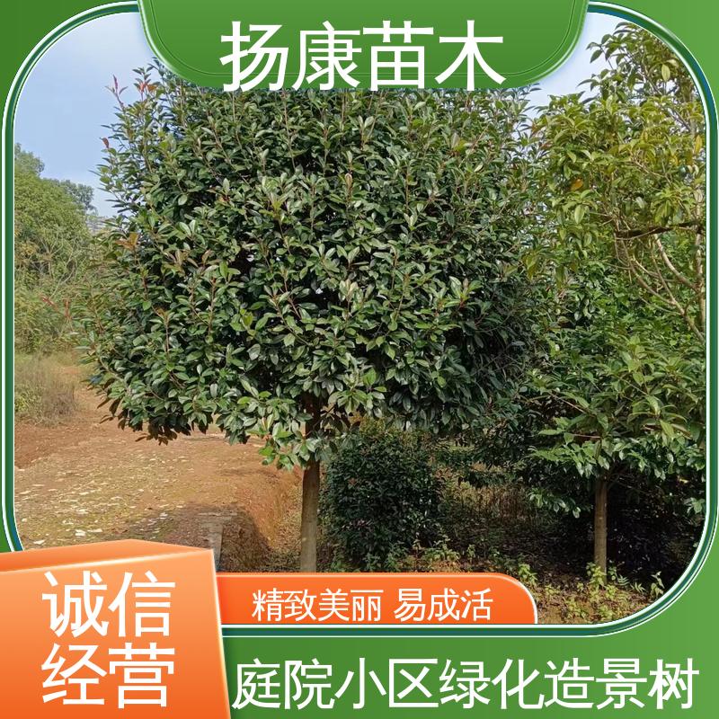 扬康苗木 基地供应 红叶石楠 绿化工程行道树 观赏价值高