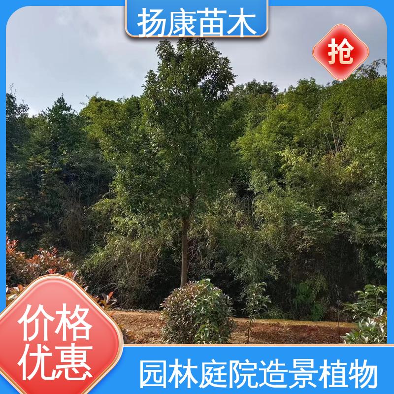 扬康苗木 12公分乐 昌含笑 园区道路绿化苗 枝叶紧密 美丽多姿