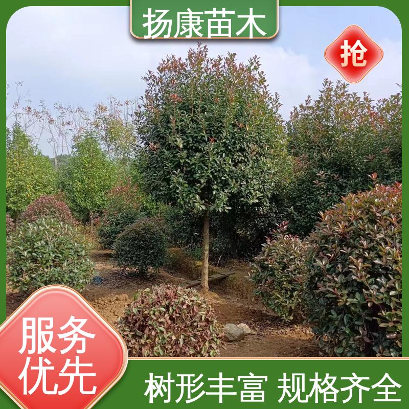 扬康苗木 基地供应 纸石楠球 城市景观绿化树 环境适应性强