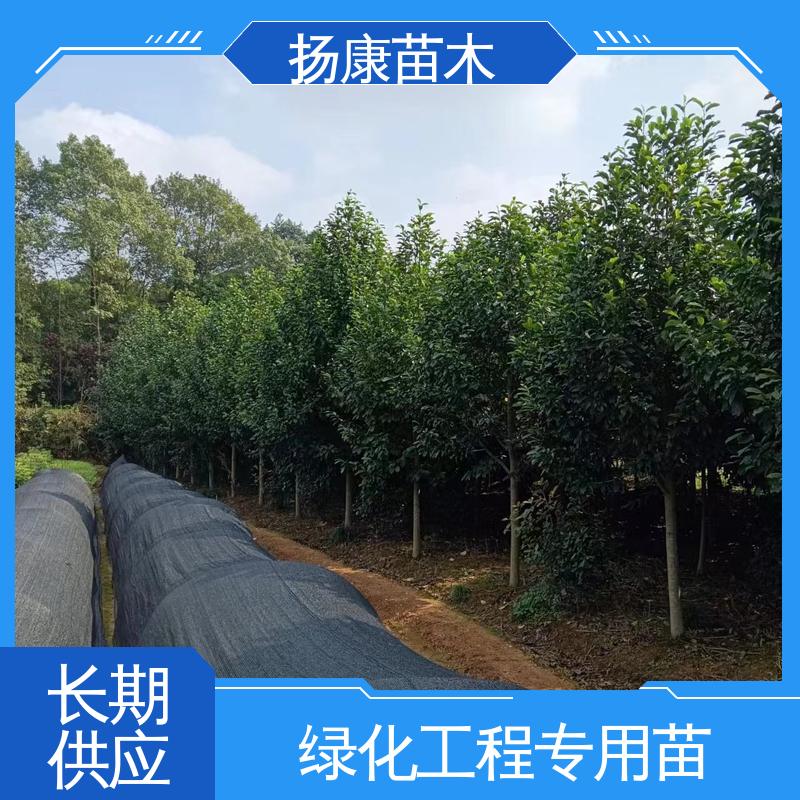 扬康合笑常绿乔木 绿化苗木 丰富树形 观花风景树 行道树