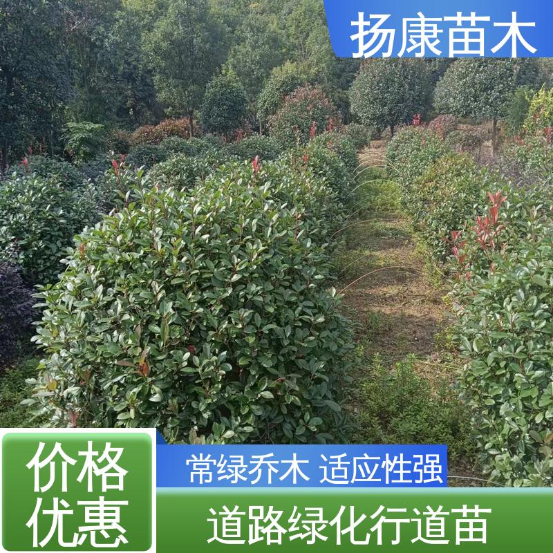 扬康苗木 红叶石楠 绿化工程行道树 造型优美 易成活