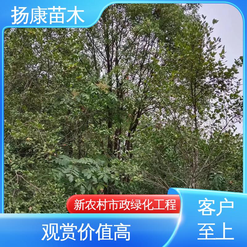 扬康苗木 基地供应 乐 昌含笑苗 城市景观绿化树 适用性强 规格齐全