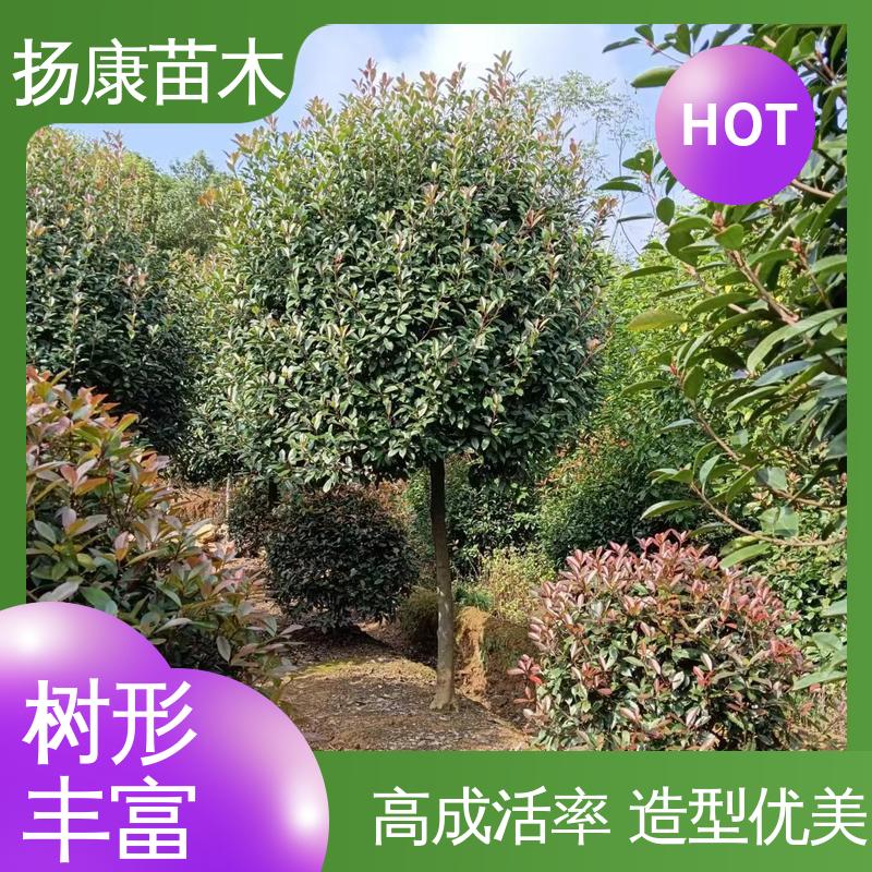 扬康苗木 红叶石楠 园林景区栽植 高端大气美观