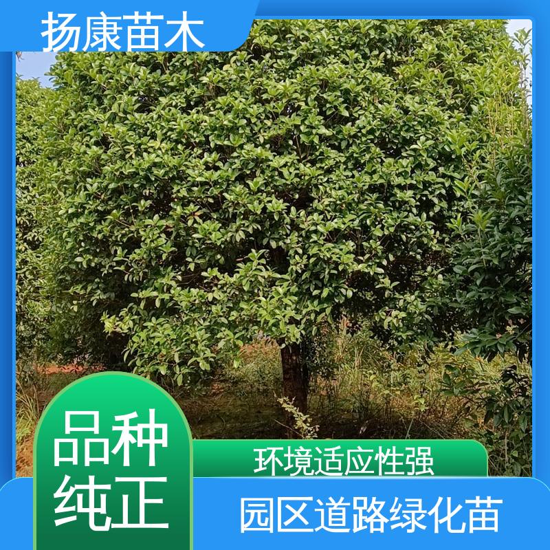 扬康苗木 20公分乐 昌合笑 园林景区栽植 观赏价值高