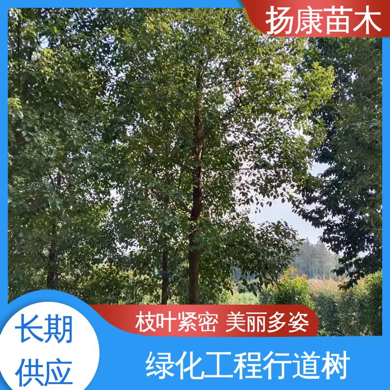 扬康苗木 四 川乐 昌含笑 园林景区栽植 造型优美 易成活