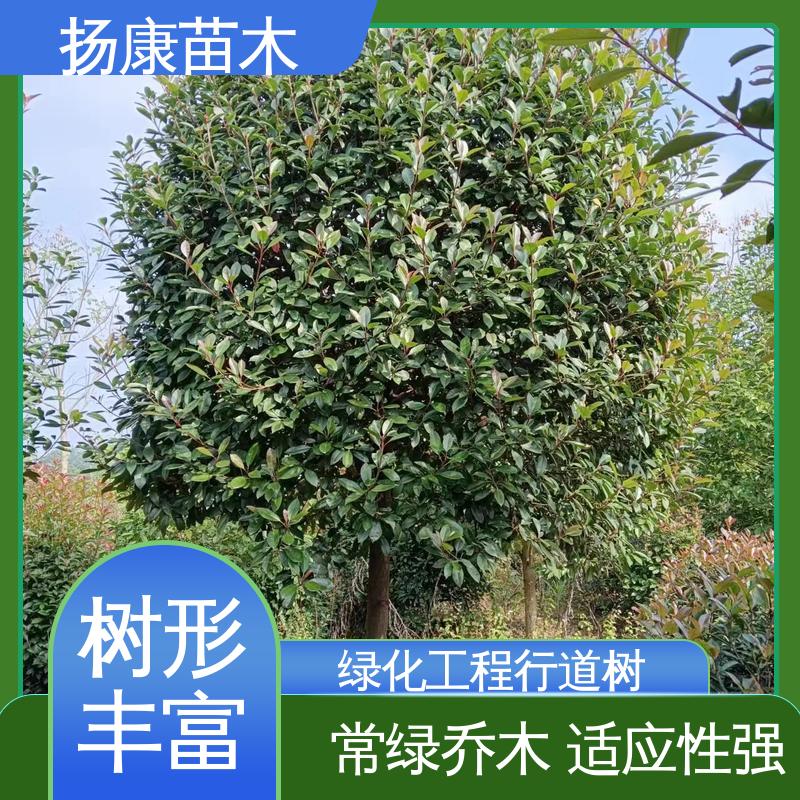 扬康苗木 基地供应 红叶石楠球 绿化工程行道树 枝叶紧密 美丽多姿