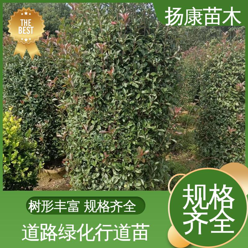 扬康苗木 红叶南栓 道路绿化行道苗 环境适应性强