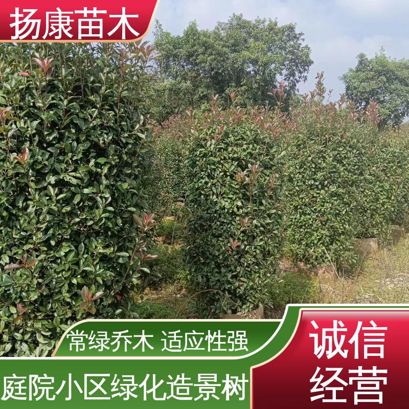 扬康苗木 红叶南栓 庭院小区绿化造景树 高成活率 规格齐全