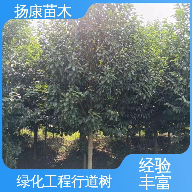扬康苗木 基地供应 浙 江乐 昌含笑 绿化工程专用苗 造型优美 易成活
