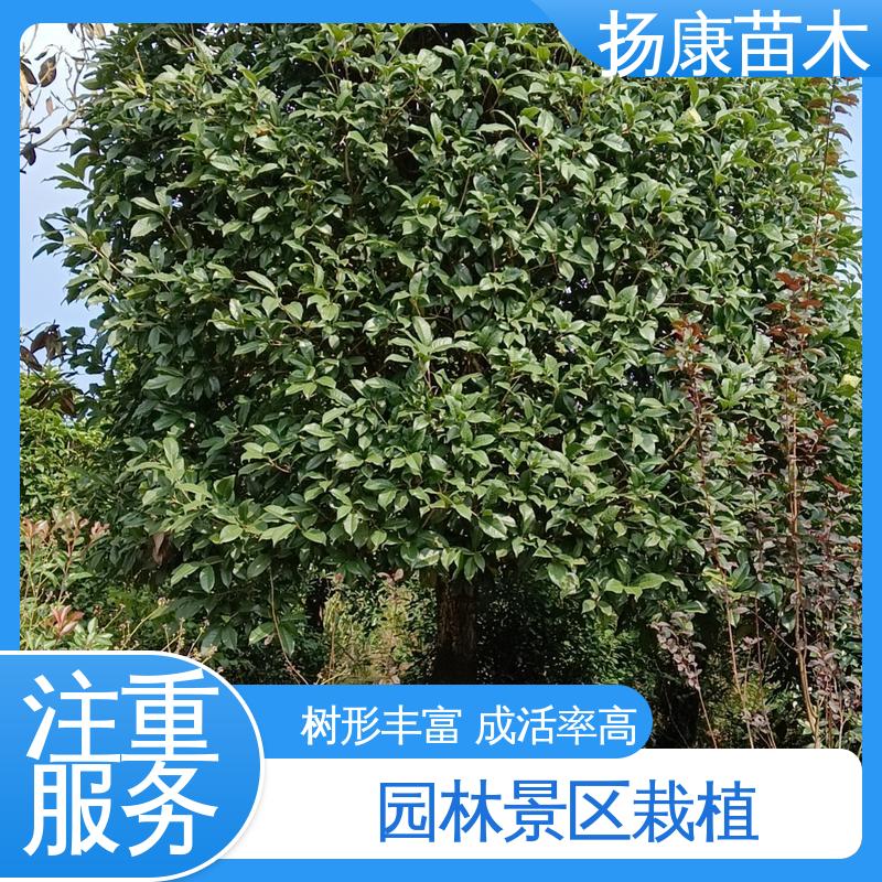 扬康苗木 12公分乐 昌含笑 城市景观绿化树 精致美丽 易成活