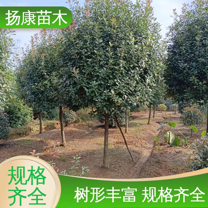 扬康苗木 基地供应 小楠 园林庭院造景植物 环境适应性强