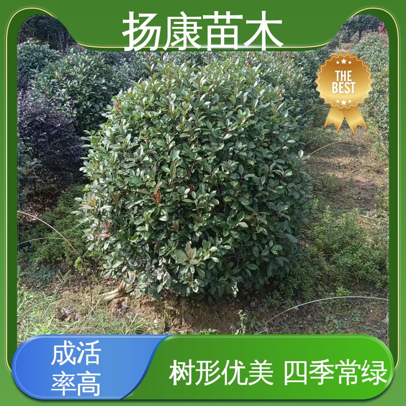 扬康苗木 红叶石楠球 庭院小区绿化造景树 精致美丽 易成活