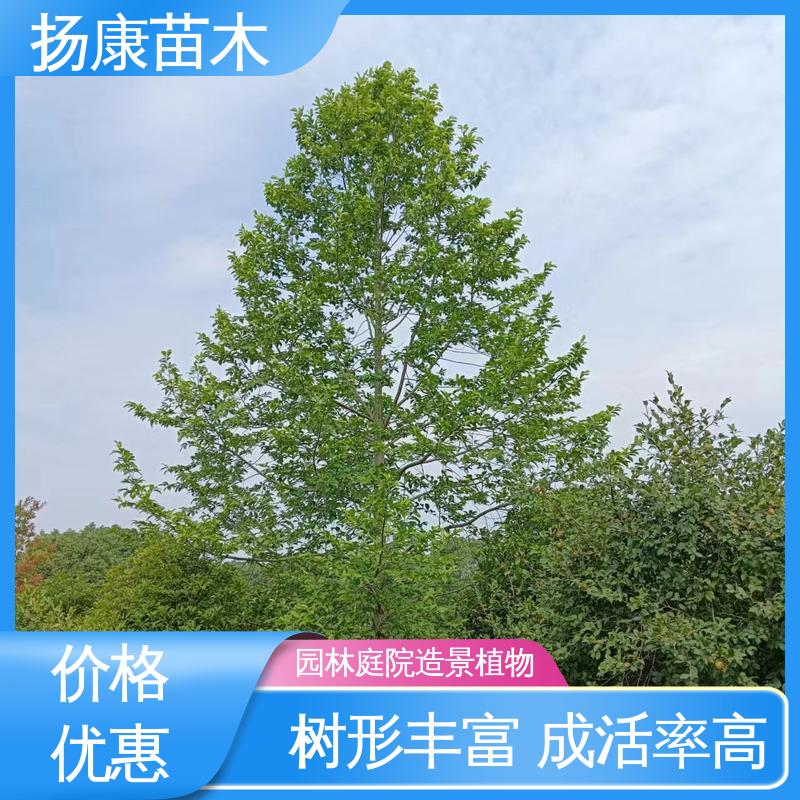 扬康苗木 基地供应 乐 昌含笑 道路绿化行道苗 造型优美 易成活