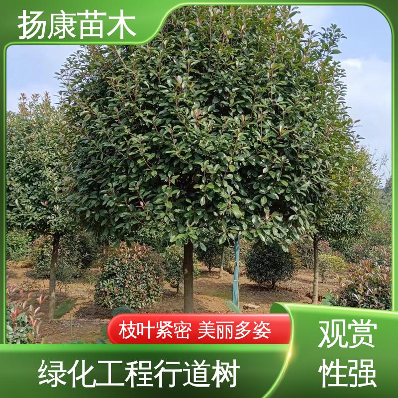 扬康苗木 红叶南栓 绿化工程改造苗 精致美丽 易成活