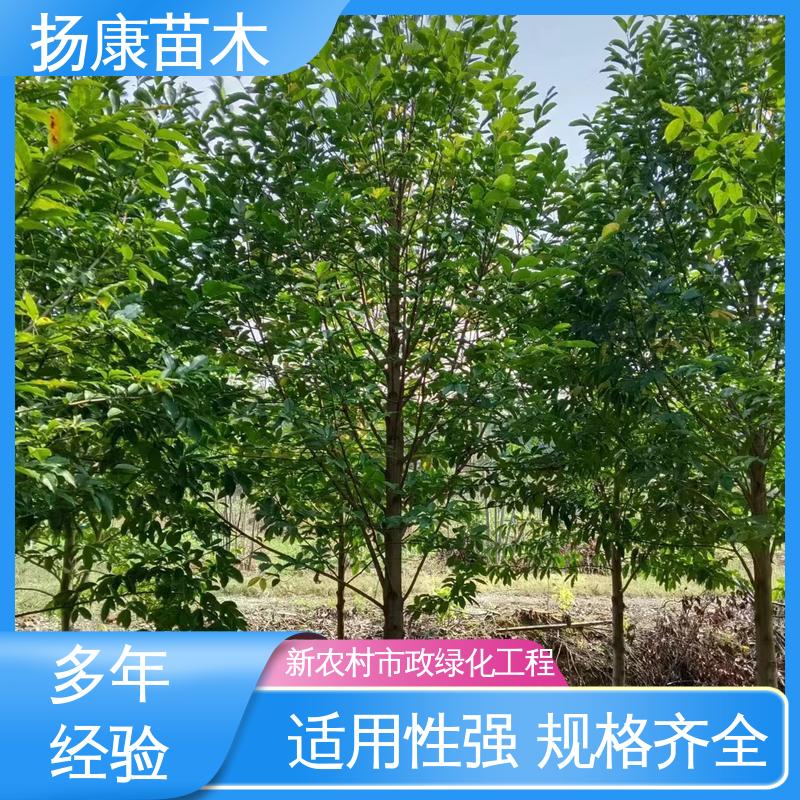 扬康苗木 基地供应 18公分乐 昌含笑 绿化工程行道树 树形丰富 成活率高