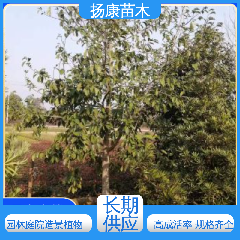 扬康苗木 常绿乔木 高成活率 风景行道庭荫防护树