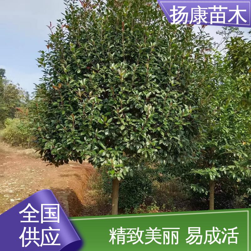 扬康苗木 基地供应 红叶石楠树 园区道路绿化苗 造型优美 易成活