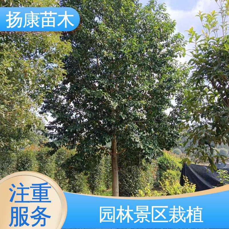 扬康苗木 基地供应 四 川乐 昌含笑 园区道路绿化苗 枝叶紧密 美丽多姿