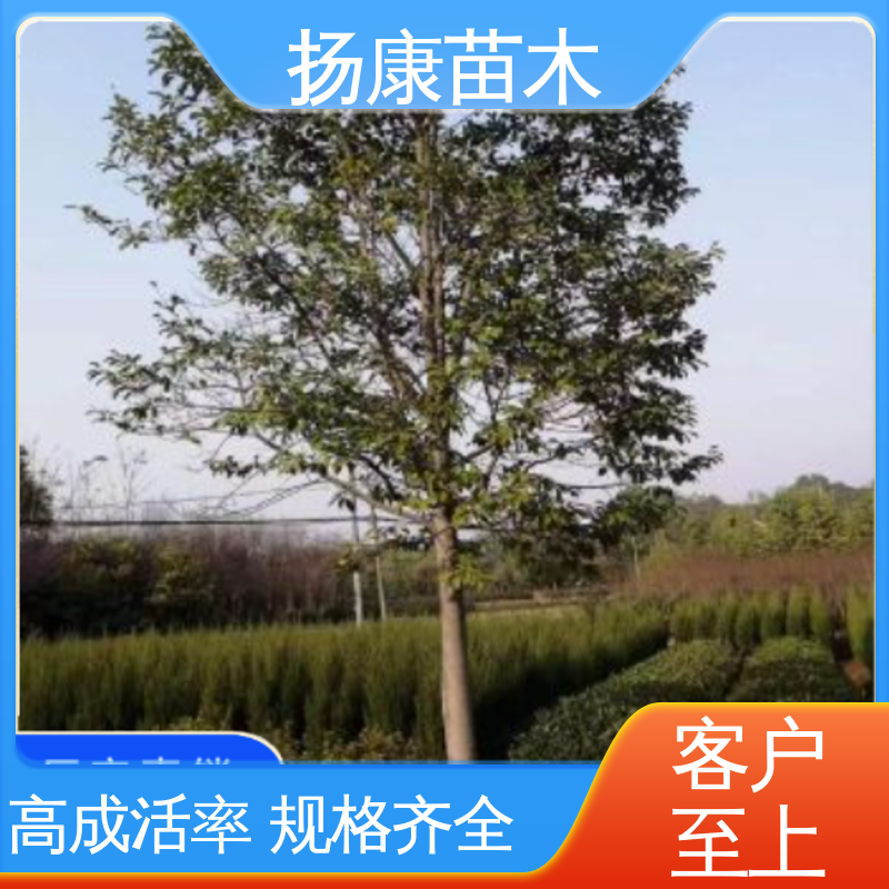 扬康苗木 18公分乐 昌含笑 园区道路绿化苗 高端大气美观