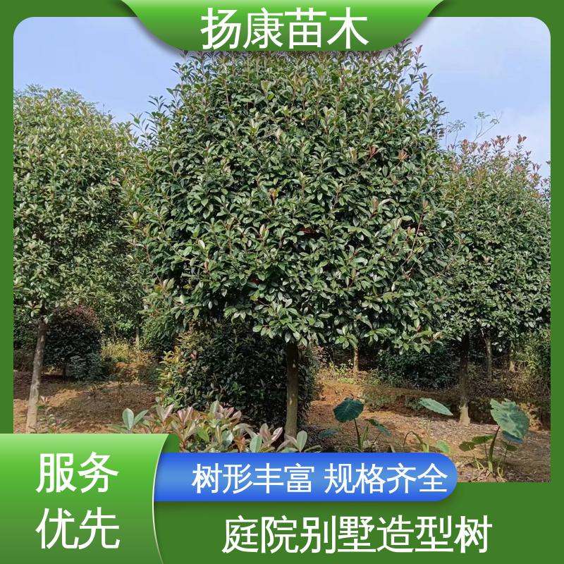 扬康苗木 基地供应 纸石楠球 庭院小区绿化造景树 树形丰富 成活率高