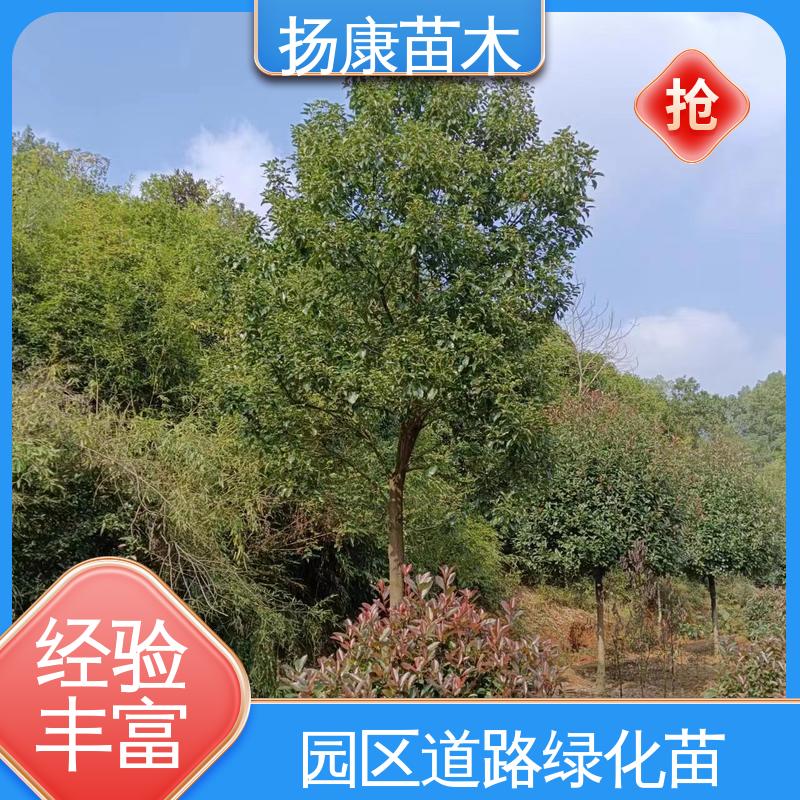 扬康苗木 12公分乐 昌含笑 园林庭院造景植物 观赏价值高