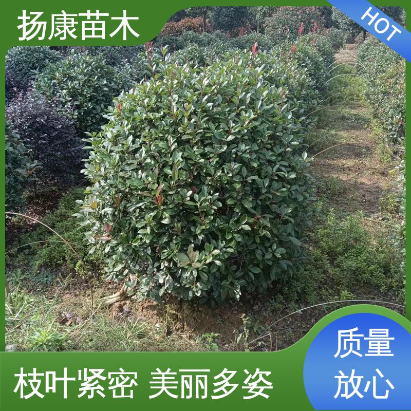 扬康苗木 基地供应 纸石楠球 园林景区栽植 环境适应性强