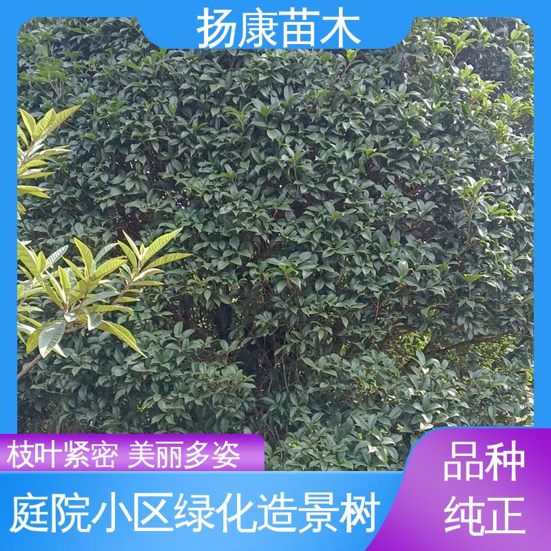 扬康苗木 18公分乐 昌含笑 园区道路绿化苗 适用性强 规格齐全