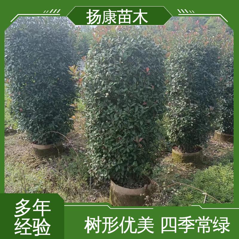 扬康苗木 小楠 园林景区栽植 高成活率 规格齐全