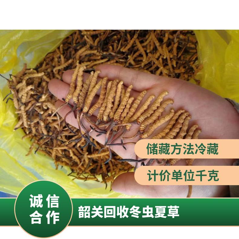 韶关回收冬虫夏草 高价回收冬虫夏草礼盒装 收购虫草燕窝海参鱼胶
