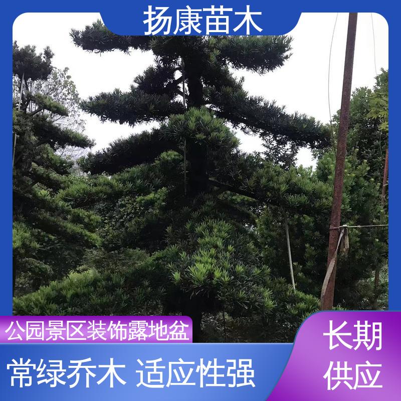 扬康苗木 20公分罗汉松 园林庭院造景植物 观赏价值高