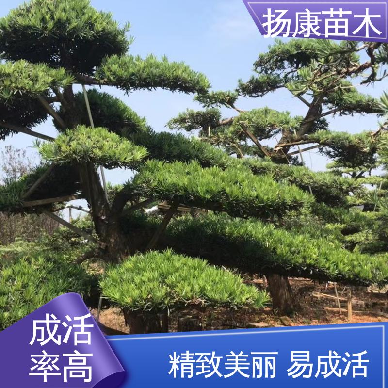 扬康苗木 基地供应 斜票风罗松 绿化工程行道树 常绿乔木 适应性强