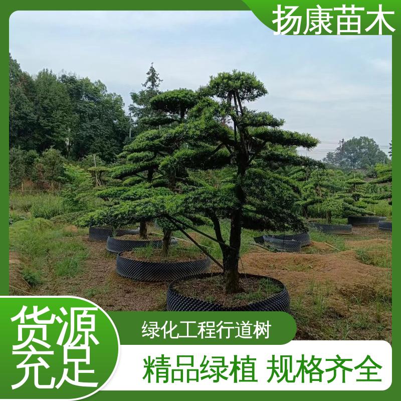 扬康苗木 基地供应 四 川罗汉松 园林绿化专用树 适用性强 规格齐全