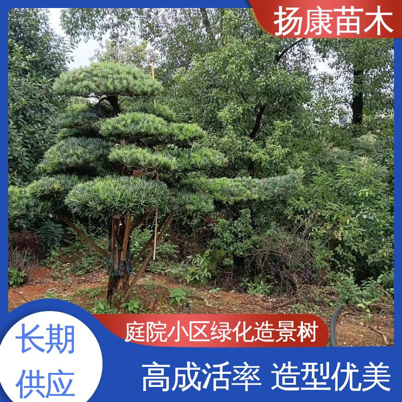 扬康苗木 15公分罗汉松 绿化工程行道树 观赏价值高