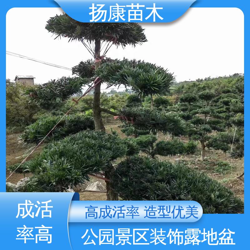 扬康苗木 基地供应 浙 江罗山松 园林绿化专用树 树形优美 四季常绿