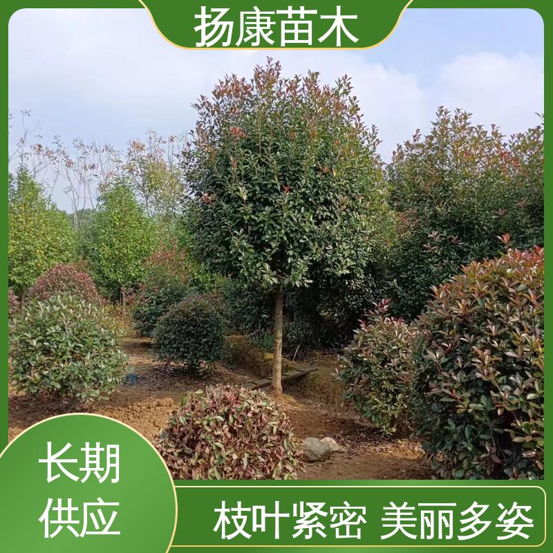 扬康苗木 纸石楠球 道路绿化行道苗 造型优美 易成活
