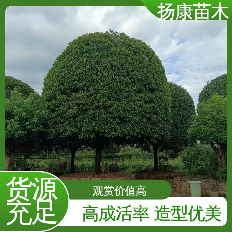 扬康苗木 基地供应 15公分桂花 庭院别墅景观树 高成活率 规格齐全