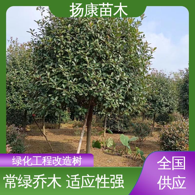 扬康苗木 红叶南栓 道路绿化行道苗 树形丰富 成活率高