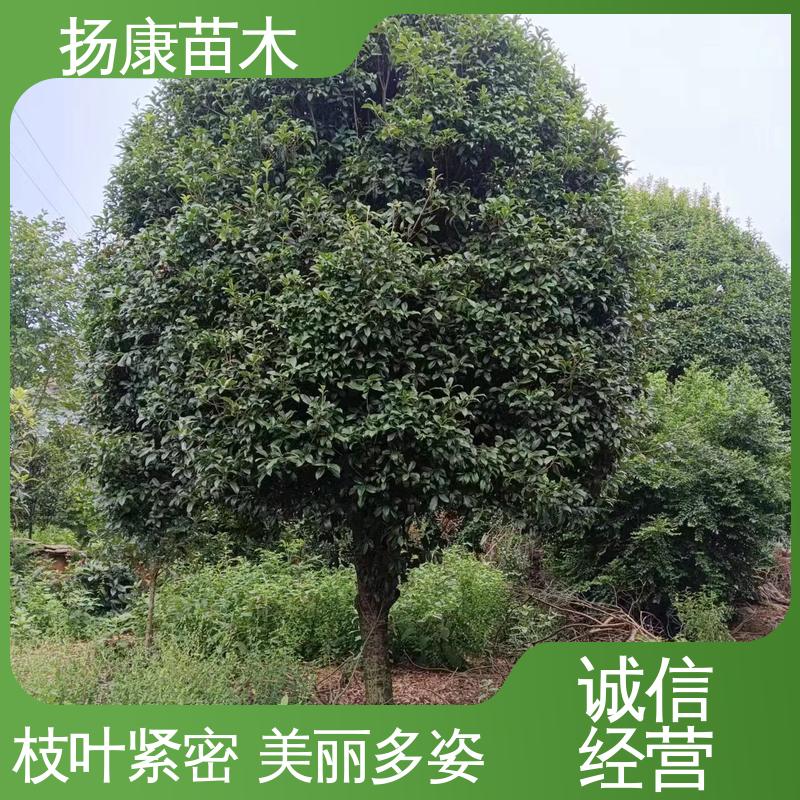 扬康苗木 河 南桂花 城市景观绿化树 高成活率 规格齐全
