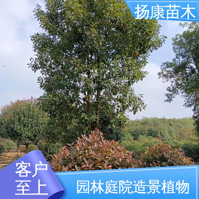 扬康苗木 四 川乐 昌含笑 道路绿化行道苗 造型优美 易成活